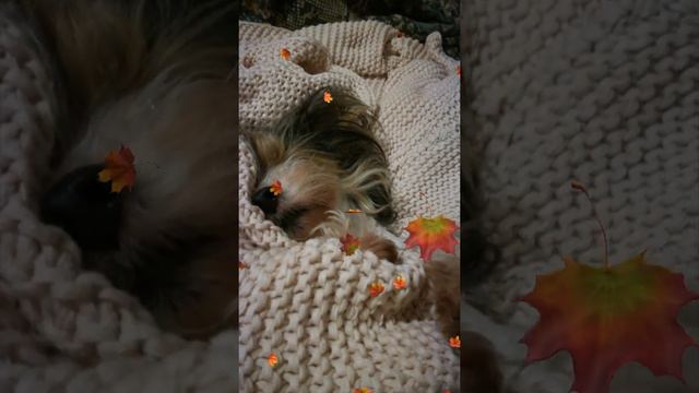 осенний Астик смотреть онлайн