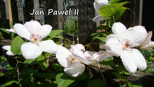 Белые клематисы. Сорта и агротехника смотреть онлайн