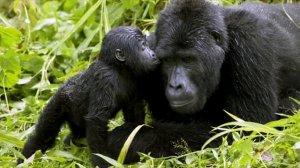 Горная горилла