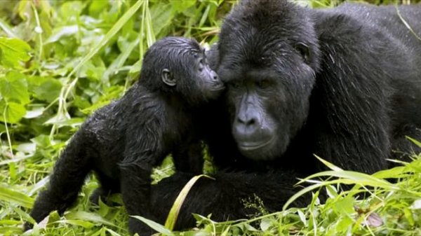 Горная горилла