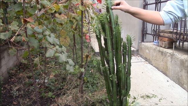 Молочай треугольный, Euphorbia trigona Выкапывем растение смотреть онлайн