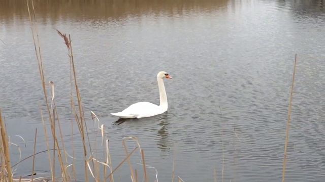 Белый лебедь-шипун (лат. Cygnus Olor). Река Боковенька. Христофоровка. Январь 2023
