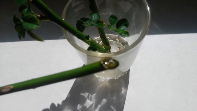 Как укоренить розу из букета? Что произошло через месяц.Результат эксперемента. смотреть онлайн