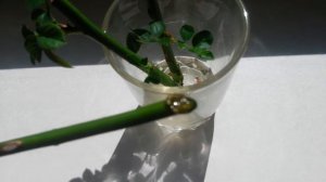 Как укоренить розу из букета? Что произошло через месяц.Результат эксперемента.