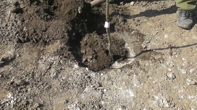 Посадка яблунь та груш Скіфське золото, Фуджі, Улюблениця Клаппа, Талгарська красуня смотреть онлайн