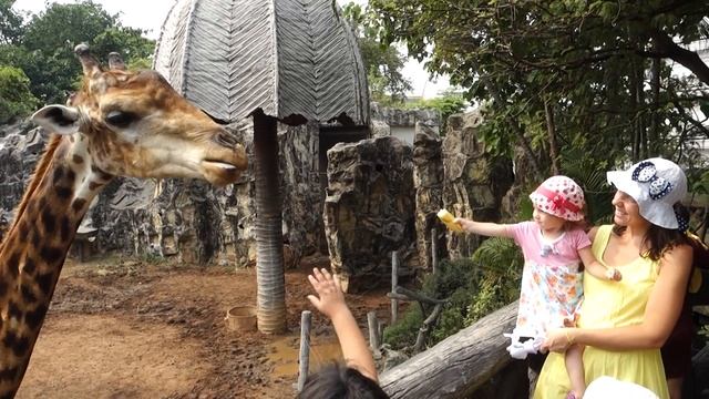 Кормление жирафа в зоопарке Дусит смотреть онлайн