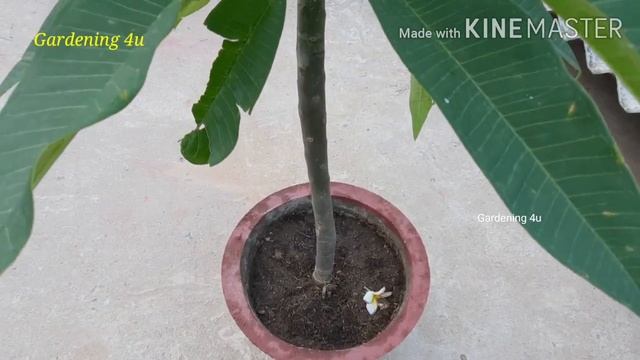 How To Repot Plumeria Flower Plant | Best Fragrance Flower Plant | Gardening 4u