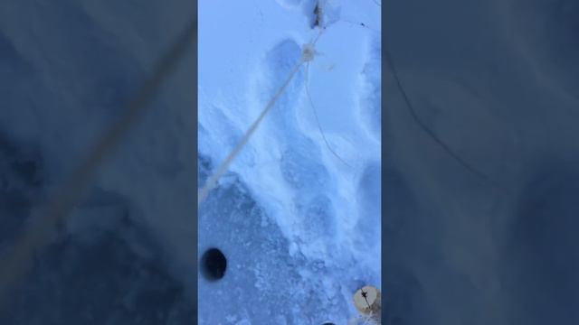 Щука в косынки. смотреть онлайн
