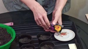 Как сеять  портулак