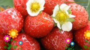 Земляника садовая Каскад. Краткий обзор, описание характеристик fragaria ananassa