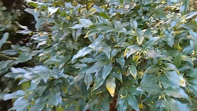 Находка для тенистого сада - саркококка! смотреть онлайн