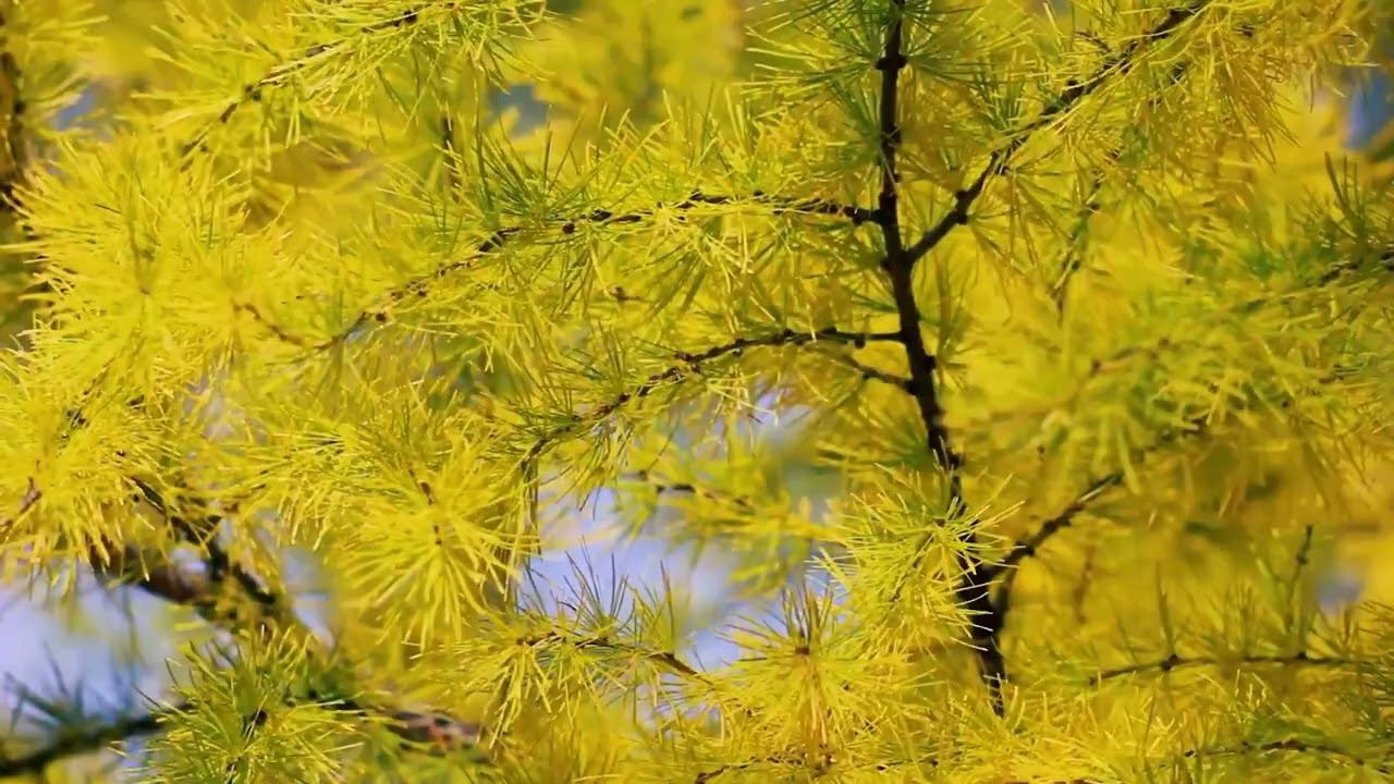 Ветерок... смотреть онлайн
