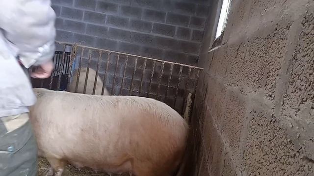 Как понять что свинка загуляла. смотреть онлайн