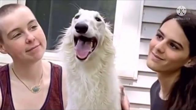 Никто не хотел забирать из приюта собаку со слишком длинной мордой, но оказалось, что щенок дорогой смотреть онлайн