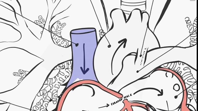 Кровообращение у плода.