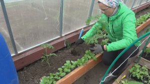 6 соток 7 мая 2024 года. Высадила томаты в теплицу.