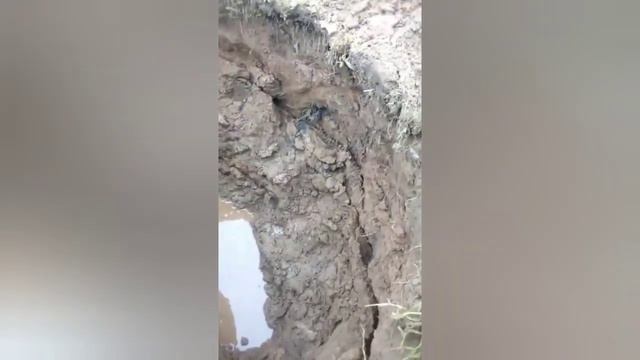 молочные берега))) смотреть онлайн