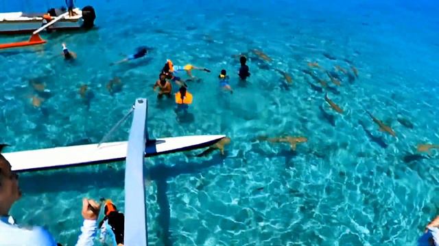 Bora Bora Lagoon Sting Ray Reef Shark Motu private island Expedia Tour