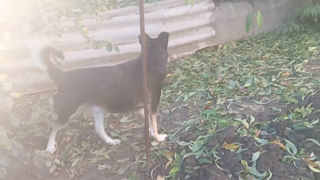 Боссик перелаевается с диком через забор. Боссик поймал домового воробья. Волгоград. смотреть онлайн