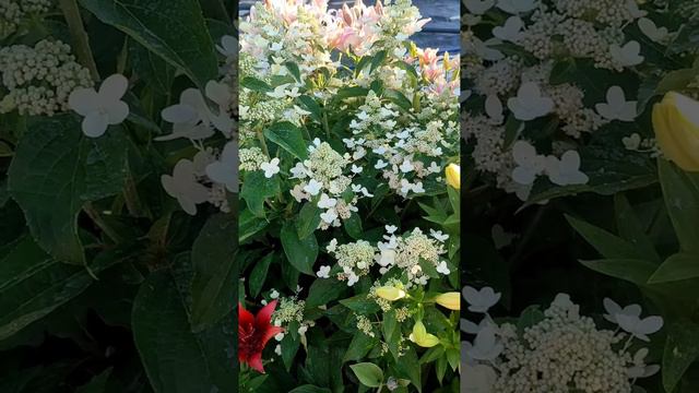 22 июля гортензия метельчатая цветение 🌹🌹🌹 смотреть онлайн