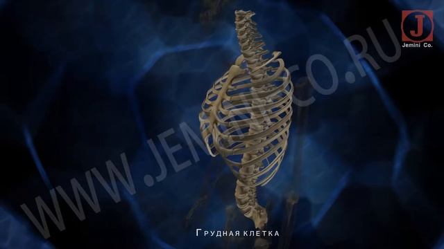 Скелет человека. (Строение и функции) смотреть онлайн