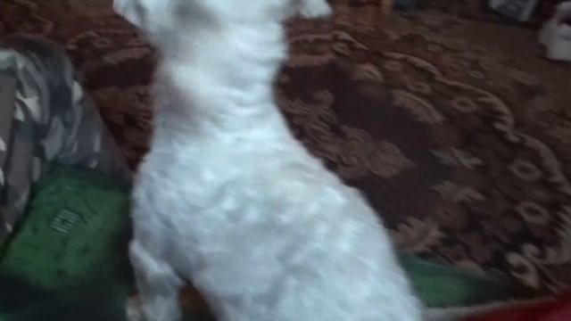 Билли ОТРАВИЛСЯ!!! Укусил клещ! Как помочь собаке?