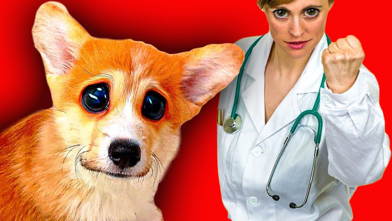 ЩЕНОК КОРГИ ПОПАЛ В БОЛЬНИЦУ!! (Корги Коржик) Говорящая собака смотреть онлайн