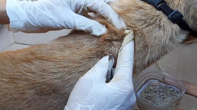 Scratching Fleas And Ticks From Dog || Get Rid Of Fleas From Puppy смотреть онлайн