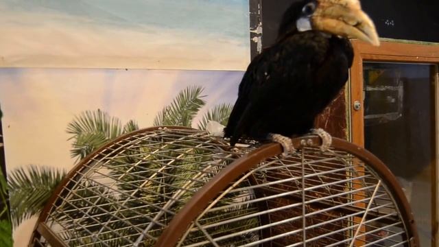 Птица-носорог смотреть онлайн