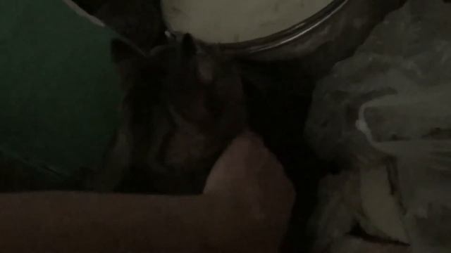 Съездил за картошкой Купил мешок картошки смотреть онлайн