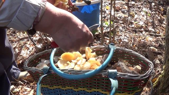 Зимние грибы. Отличный улов! Пермь. смотреть онлайн