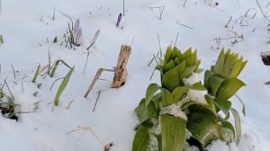 Как перенесли розы и луковичные растения сильные весенние заморозки 🌨️🌷🌨️🌹🌨️