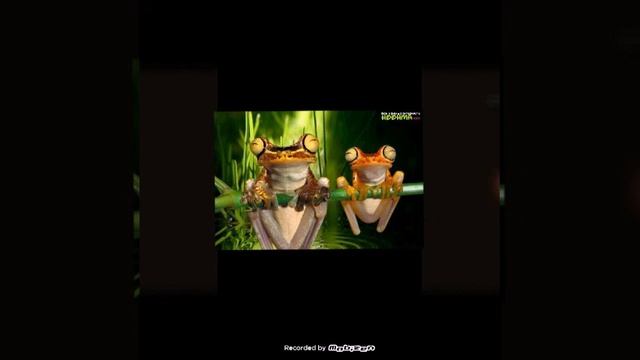 Builder Pro или строитель майнкрафт. Обзор!