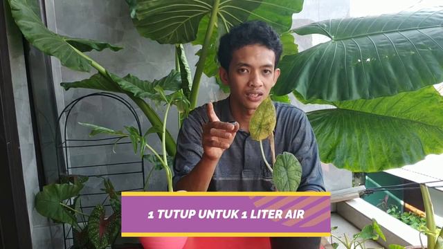 MERAWAT ALOCASIA CABUTAN смотреть онлайн