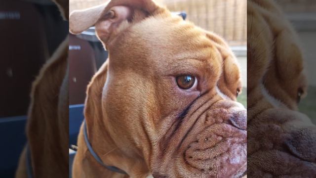 Apollo - Old English Bulldog Red nose du domaine de Mara смотреть онлайн