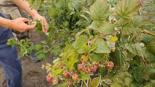 Лучший из лучших сортов малины на открытом грунте. Ремонтантный сорт малины Химбо Топ. смотреть онлайн