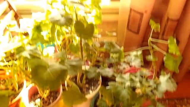 Комнатные растения в конце зимы. смотреть онлайн