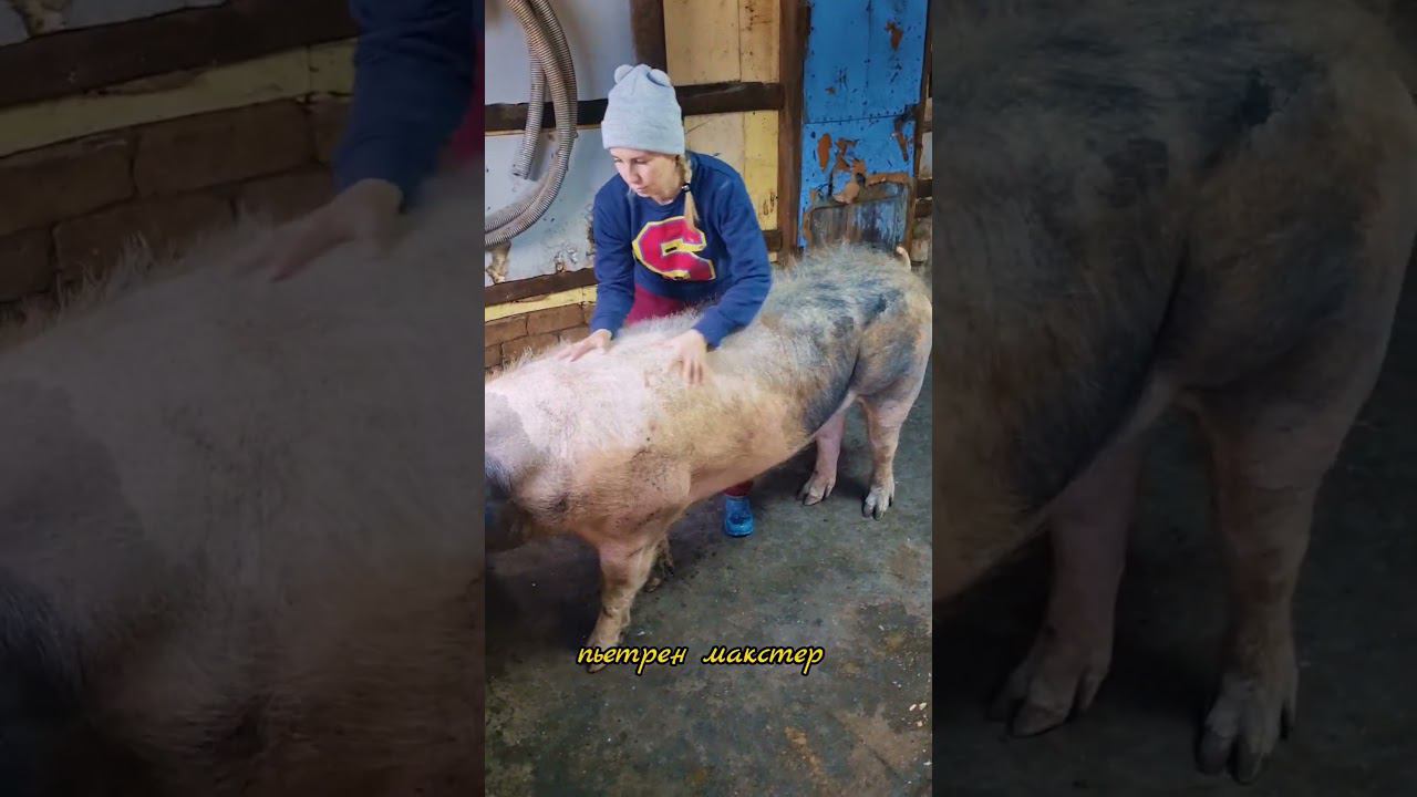 @million_on_pigs #pigs #деревня #хозяйство смотреть онлайн
