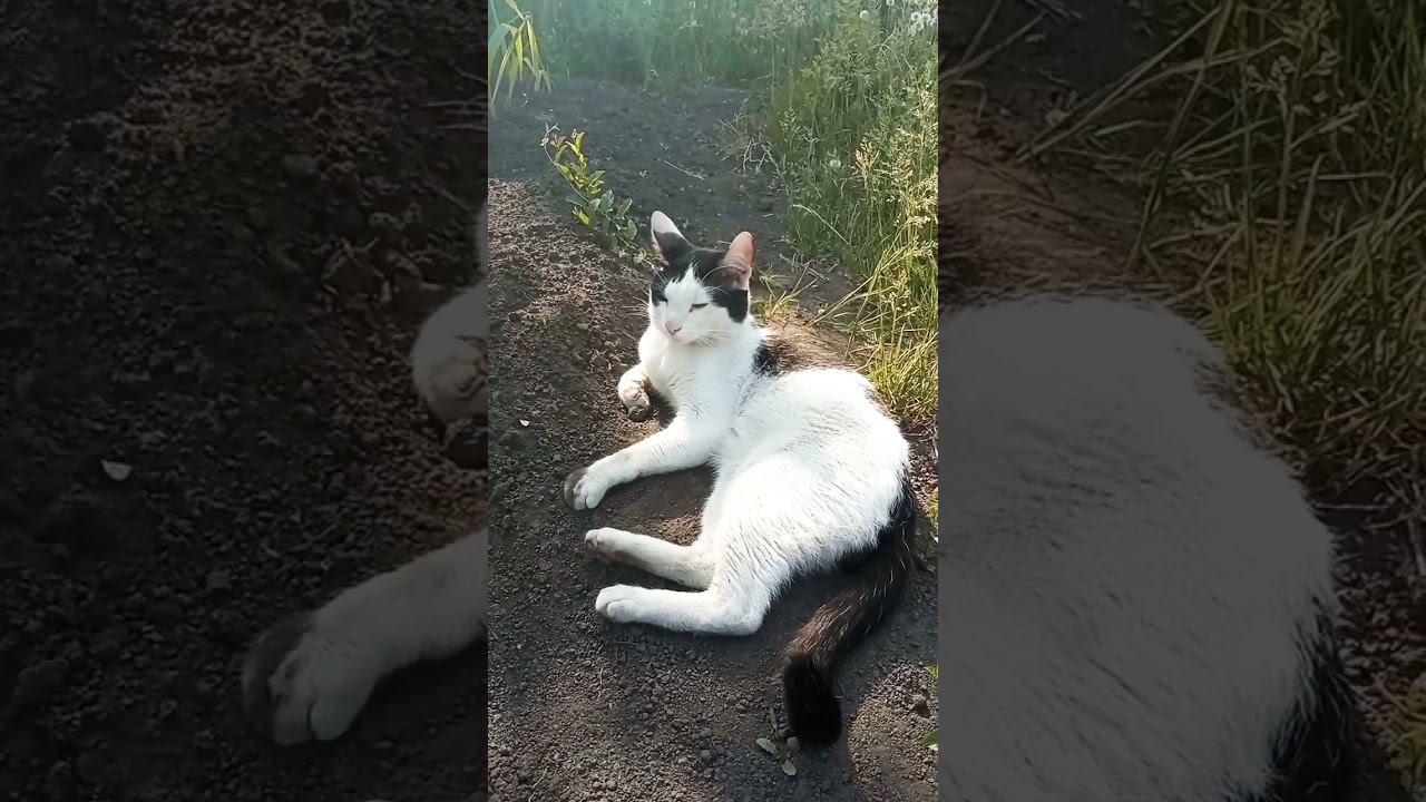 Поехали на дачу! #милота #питомцы #cat #кот #дача #лето2023 смотреть онлайн