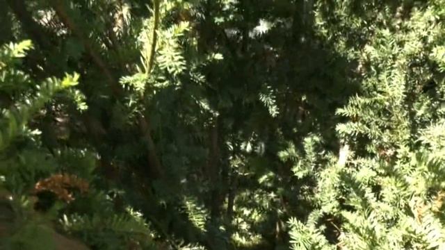 У ДАЧИ САД ДЛЯ ДУШИ+ 31 07 20 смотреть онлайн