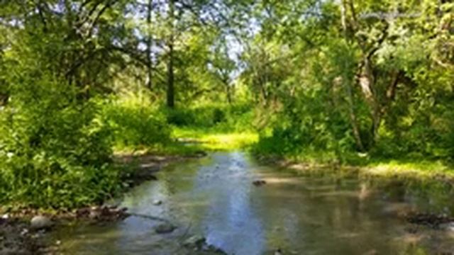 Звуки природы, пение птиц, Звуки Леса, для релаксации, сна, Медитации, Relax 8 ч смотреть онлайн