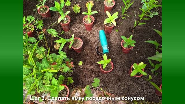 Как просто посадить цинии смотреть онлайн