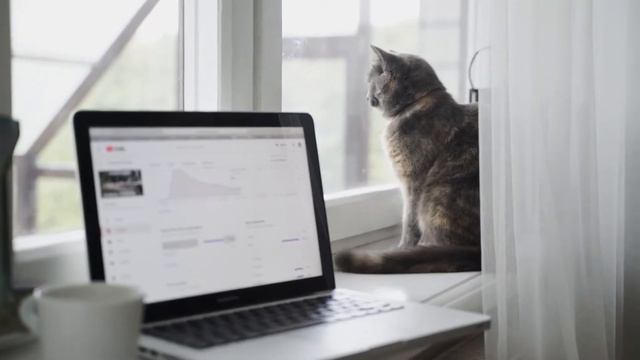 Почему кошки любят прятаться в коробки? смотреть онлайн