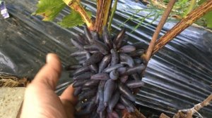 Виноград Ведьмины пальцы