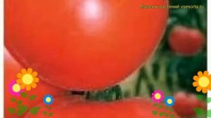 Томат обыкновенный Калинка малинка. Краткий обзор, описание характеристик, где купить семена