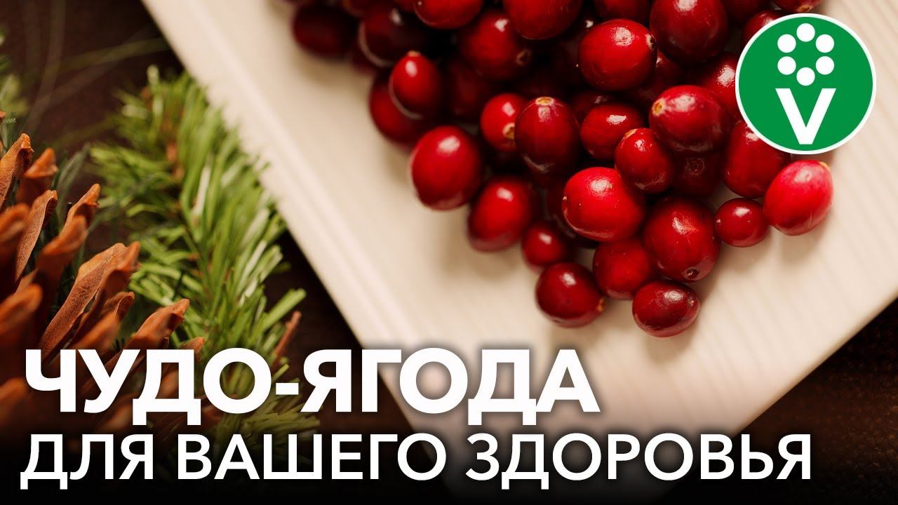 ЯГОДА ЖИЗНИ - КЛЮКВА. Чем полезна клюква, рецепты из клюквы, как вырастить на своем участке смотреть онлайн