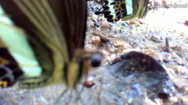 Butterfly : Family Papilionidae (Papilio Gigon)