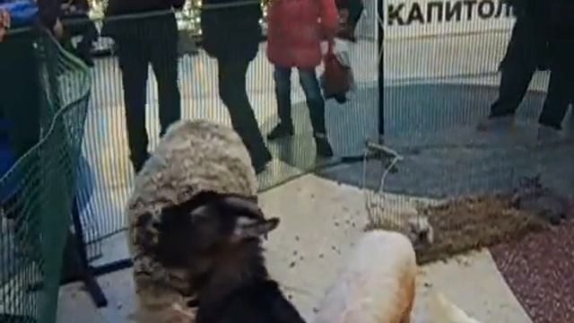 Выездной контактный зоопарк 8(916)702-11-08, Москва смотреть онлайн