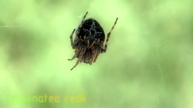 Паук-кругопряд Agalenatea redii (краткое описание) смотреть онлайн