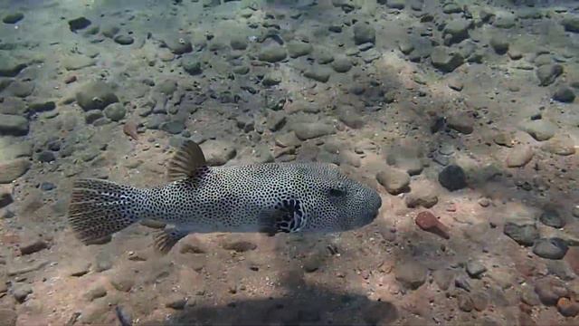 Дахаб. Звездчатый иглобрюх